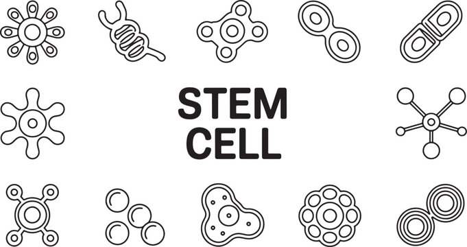 Collection of stem cell icons representing different cell structures and biological processes for science and medical research applications. vector illustration