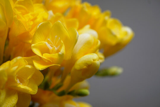 Side view of vibrant yellow freesia flowers against a grey background.