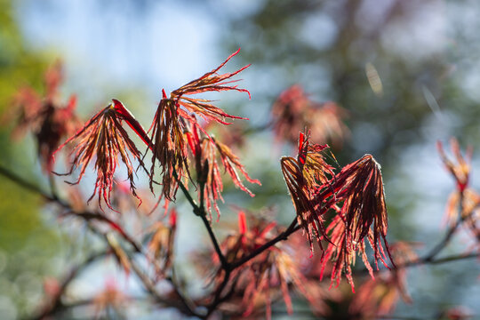  Jeunes feuilles d'&eacute;rable du Japon rouge au printemps sur fond flou.