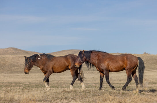 Wild Horses in Springtime in the Utah Desert
