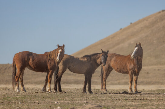 Wild Horses in Springtime in the Utah Desert