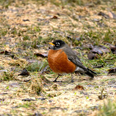 Fototapeta premium American Robin Turdus migratorius standing on the ground looking for worms