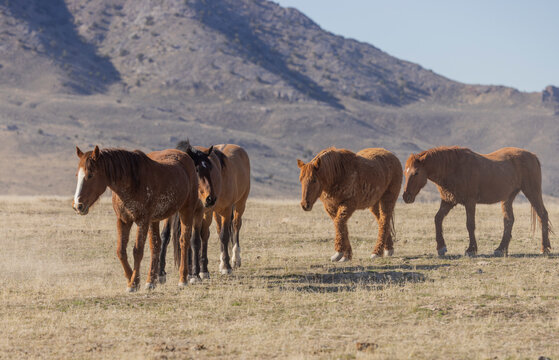 Wild Horses in Springtime in the Utah Desert
