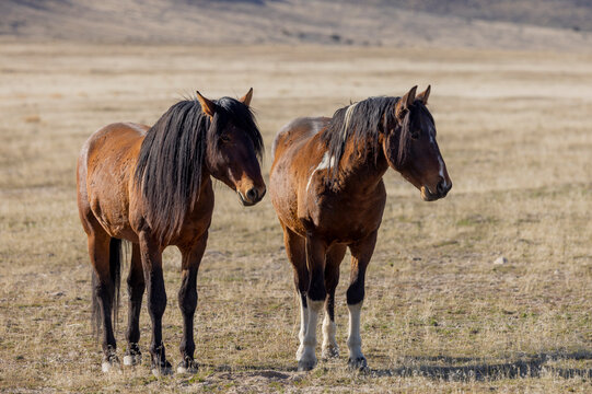 Wild Horses in Springtime in the Utah Desert