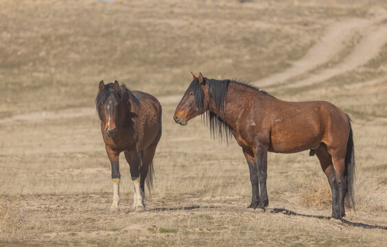 Wild Horses in Springtime in the Utah Desert