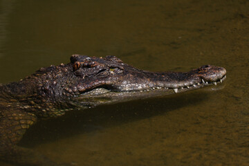 Obraz premium The crocodile is show head in the river