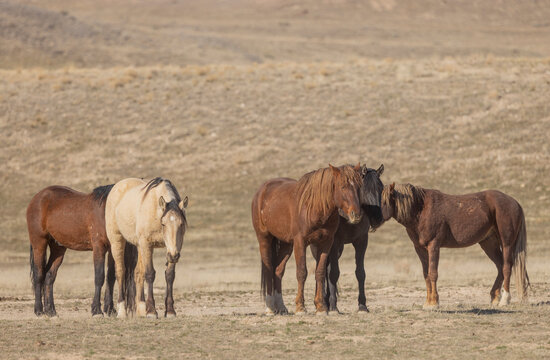 Wild Horses in Springtime in the Utah Desert