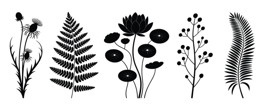 Australian Native Plants Vector Set Featuring Waratah, Acacia, Banksia, Silver Fern and Wollemi, Botanical Illustration Collection for Floral Design, Nature Graphics and Garden Projects