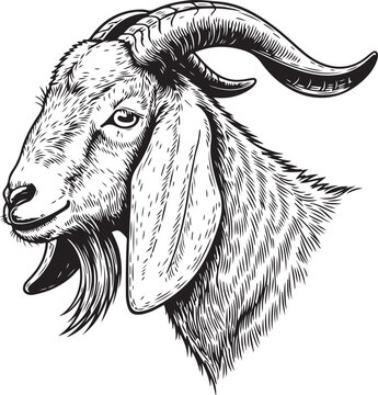 Goat head, hand drawn simple sketch vector illustration