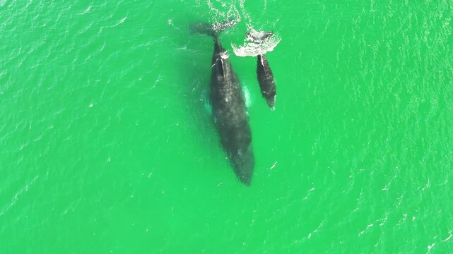 Baja California Humpback Whale Mom and Baby | Stunning 4K Drone Footage
