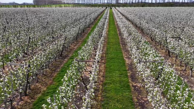 Drone fly over orchard blooming with many white flowers on a sunny spring day. Blossoming trees are planted in straight rows on an agricultural field. Cultivation fruit on the farmland. Slow movement