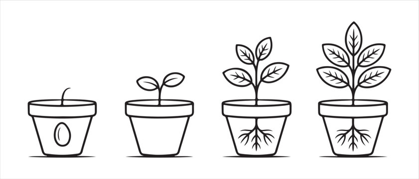 Plant growth stages in pots. seed, seedling to mature plant with roots, flat design vector illustration.