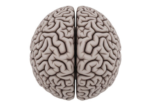 A detailed realistic rendering of a human brain split in half showcasing intricate convolutions on transparent background