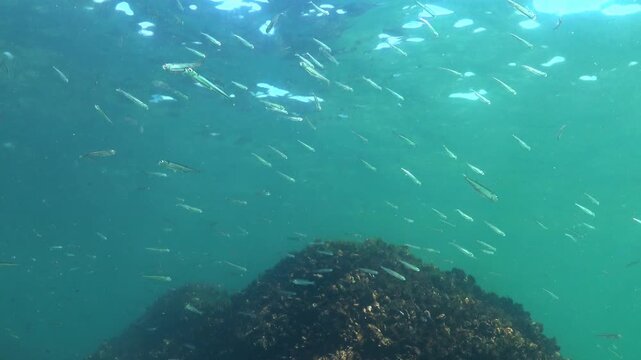 A school of small fish Atherina pontica feeding on zooplankton in the blue water column
