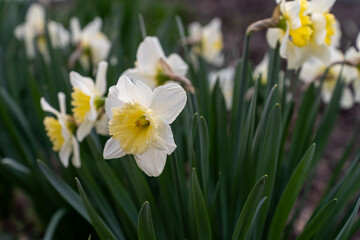 Fototapeta premium close-up of daffodil blooms, yellow flowers,, selective focus