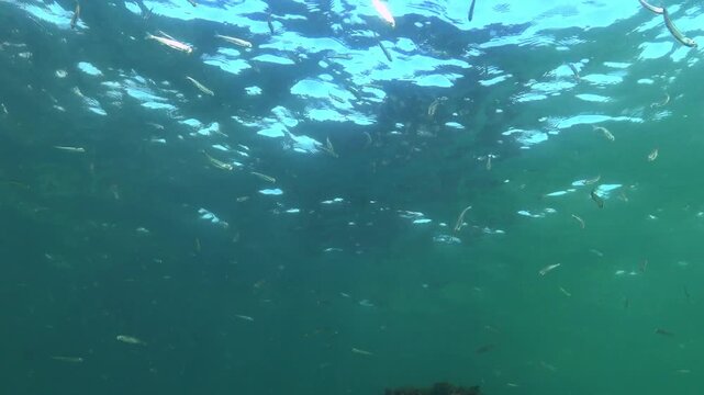 A school of small fish Atherina pontica feeding on zooplankton in the blue water column