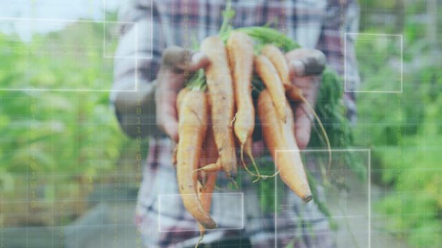 Male farmer holding carrots, camera pulling back, overlays crossing carrots, promoting agriculture