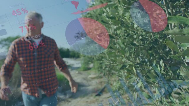 Senior farmer approaching camera by shrubs, checking foliage as analytics charts overlaying scene