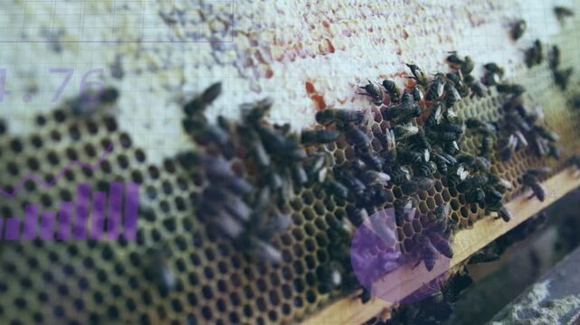 Comb showing worker bees crawling while purple overlays appearing on ANALYSING DATA for hive data
