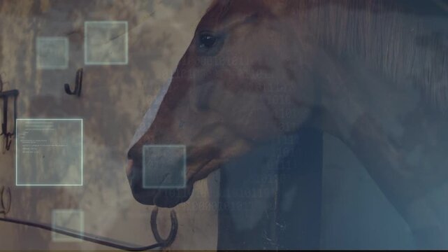 Brown horse head holding calm in stable, translucent squares emerging from wall showing tech data