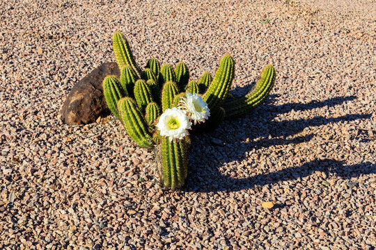 Argentine Giant cactus (Echinopsis candicans) with large, striking white flowers in spring bloom in desert environment
