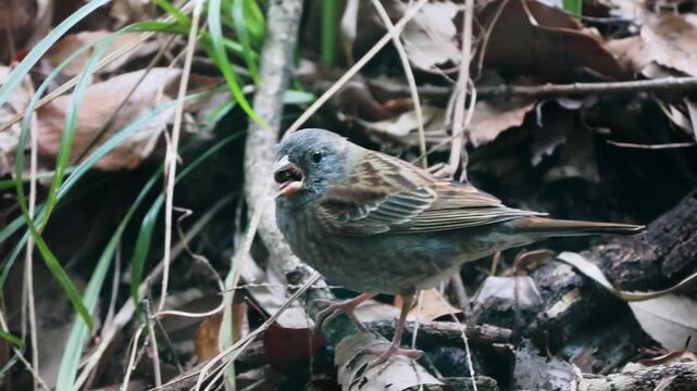 森の暗い林の中にいるクロジ。植物の種をくちばしにくわえている様子。くわえた種子をコロコロ転がしている様子。