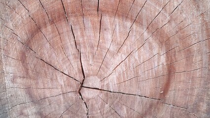 Fototapeta premium Detailed close-up of a tree trunk cross-section revealing intricate annual growth rings and natural cracks.