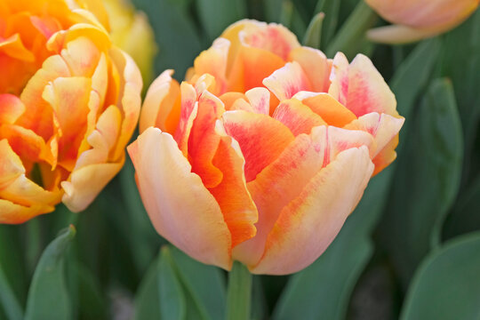 Peach, pink and red variegated double tulip, tulipa  &lsquo;Foxy Foxtrot&rsquo; in flower.