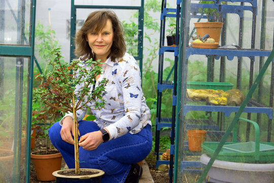 Crouching beside a Blackie fuchsia standard in the greenhouse.