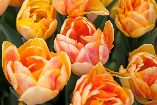 Peach, pink and red variegated double tulip, tulipa  &lsquo;Foxy Foxtrot&rsquo; in flower.