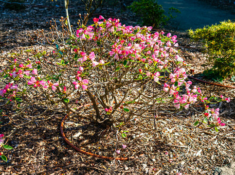 Seatac Pink Spring Flowers
