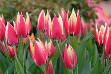 Fototapeta premium Red and pale yellow tulip, tulipa in flower.