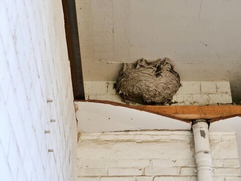 medium shot of a large, grey papery wasp or hornet nest built into
the corner of a white brick wall and a ceiling. The nest features a complex,
layered texture and is tucked behind a dark metal beam