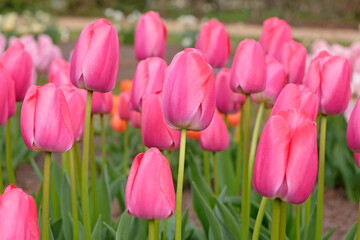 Obraz premium Pink tulip, tulipa ‘Pink Pride’ in flower.