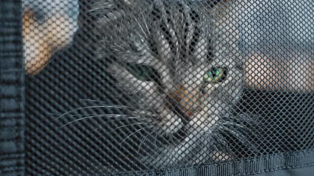 Tabby cat peering through a mesh carrier