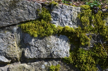 Fototapeta premium Natursteinmauer im Wald mit Moos
