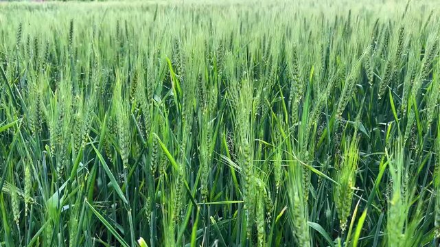 Smut fungus on wheat ear in agricultural crop field