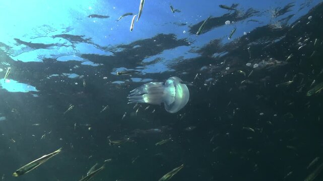Rhizostoma pulmo (barrel jellyfish) against a background of a school of small fish, the water surface, and sunlight