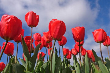 Fototapeta premium Red tulip, tulipa ‘Esmee’ in flower.