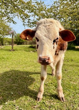 Troupeau de vaches