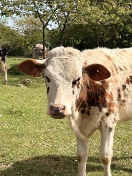 Troupeau de vaches