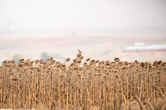 Southern Grey Shrike (Lanius meridionalis) photographed in Spain