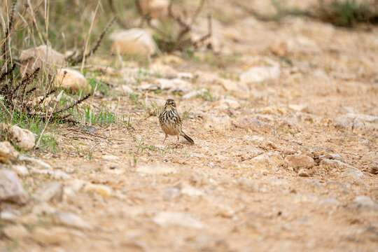 Tree pipit (Anthus trivialis) photographed in Spain