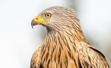 Fototapeta premium Red kite (Milvus milvus) photographed in Spain