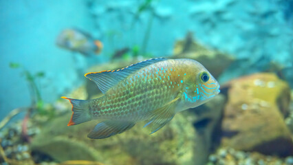 Fototapeta premium Vibrant green cichlid fish with turquoise spots and orange-tipped fins swimming in a clear aquarium with a blurred background. Detailed close-up of exotic aquatic life and nature