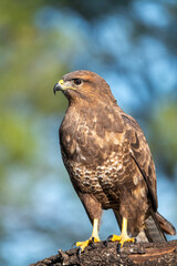 Fototapeta premium Common buzzard (Buteo buteo) photographed in Spain