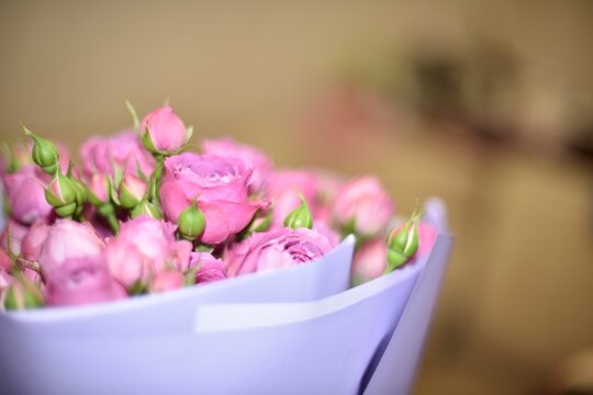 Close-up of a bouquet of pink roses and rose buds in pastel purple wrapping