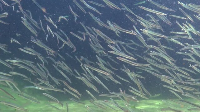 Large school of small fish Mediterranean sand eel (Gymnammodytes cicerelus)