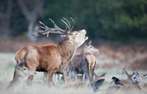 Red deer stag roaring during rutting season in autumn