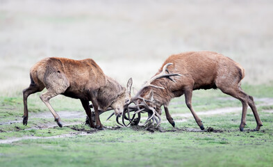 Fototapeta premium Two red deer stags fighting during rut in autumn